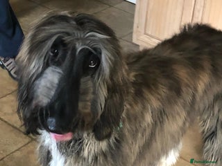 Afghan Hound dogs - Advert 1