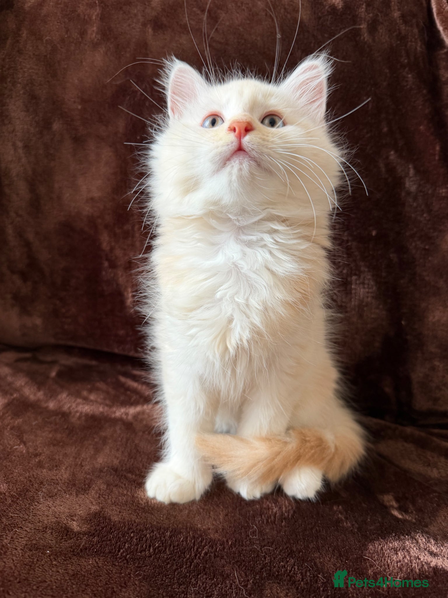 Maine Coon cats Maine Coon Cross Kittens  - Advert 4