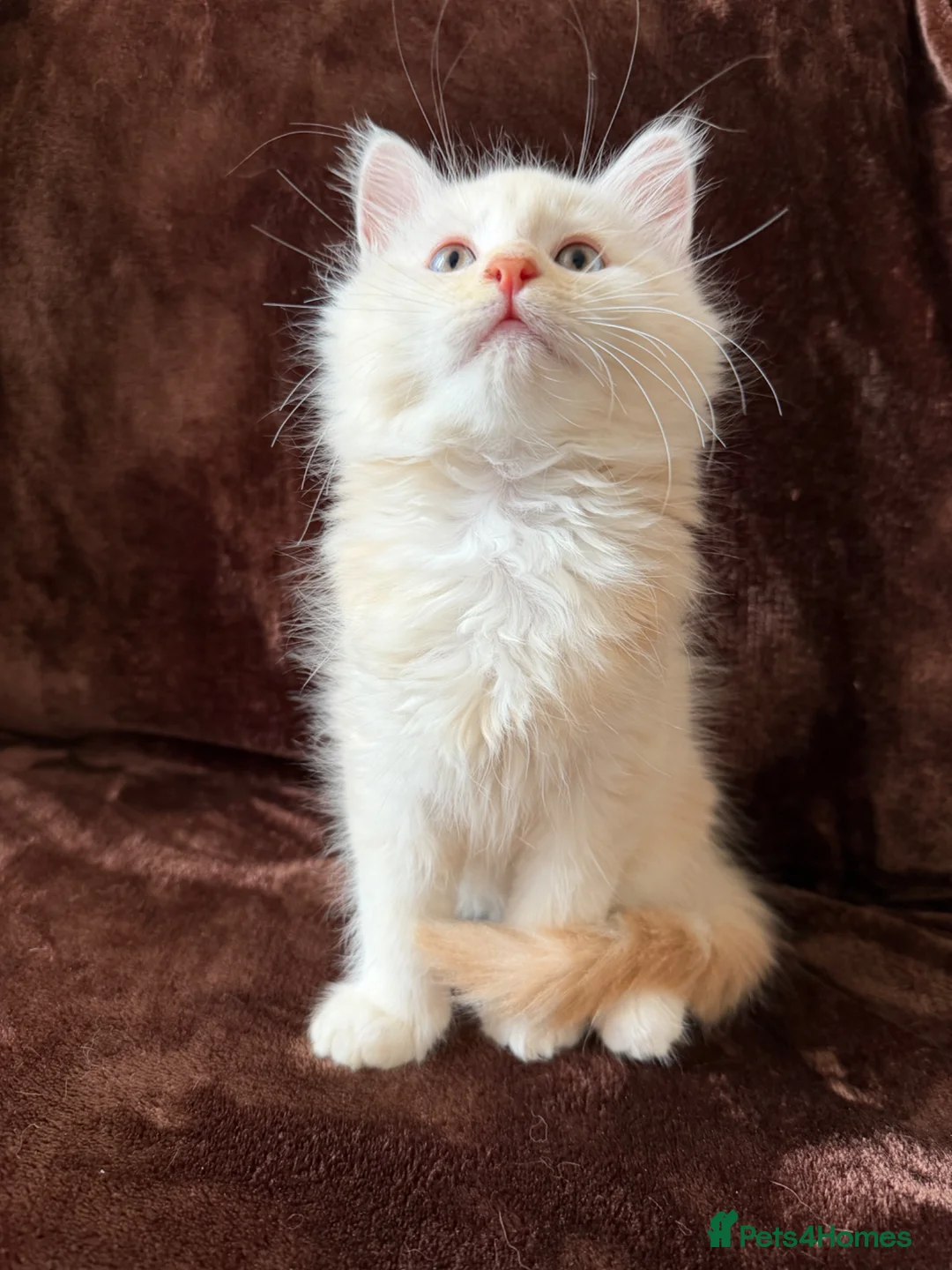 Maine Coon cats for sale: Maine Coon Cross Kittens  - Advert 1