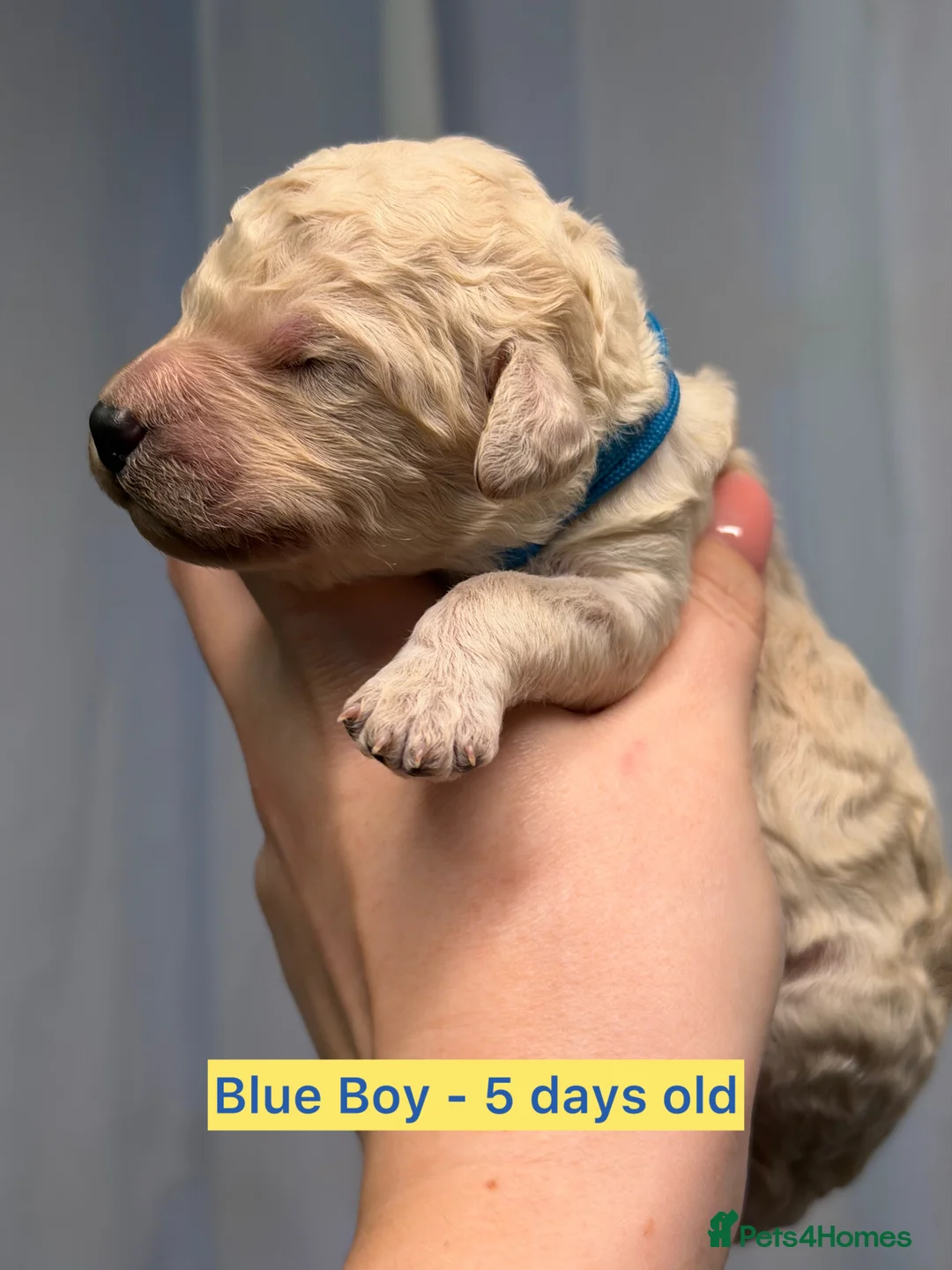 Standard Poodle dogs for sale: KC Reg, Fully Health Tested Standard Poodles  - Advert 6