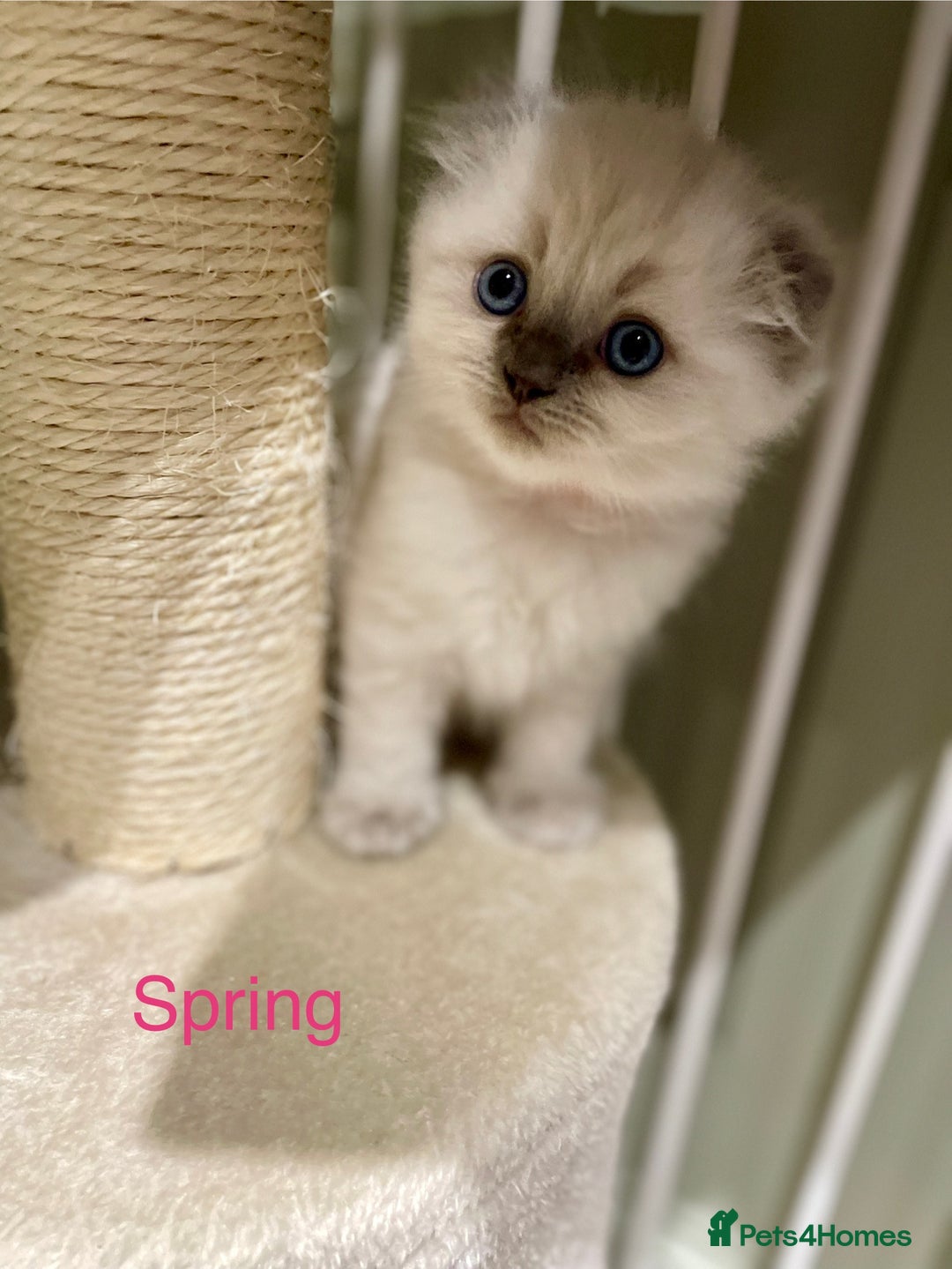 Ragdoll cats for sale: Exquisite, truly unique Ragdolls & Ragfold kittens - Advert 16