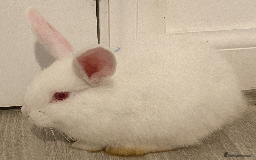 Harlequin rabbits for sale: Harlequin Babies - Image 3