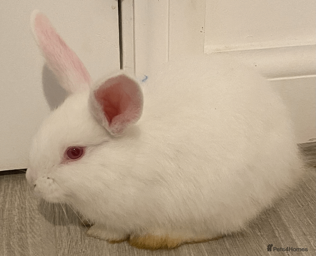 Harlequin rabbits for sale: Harlequin Babies - Image 3