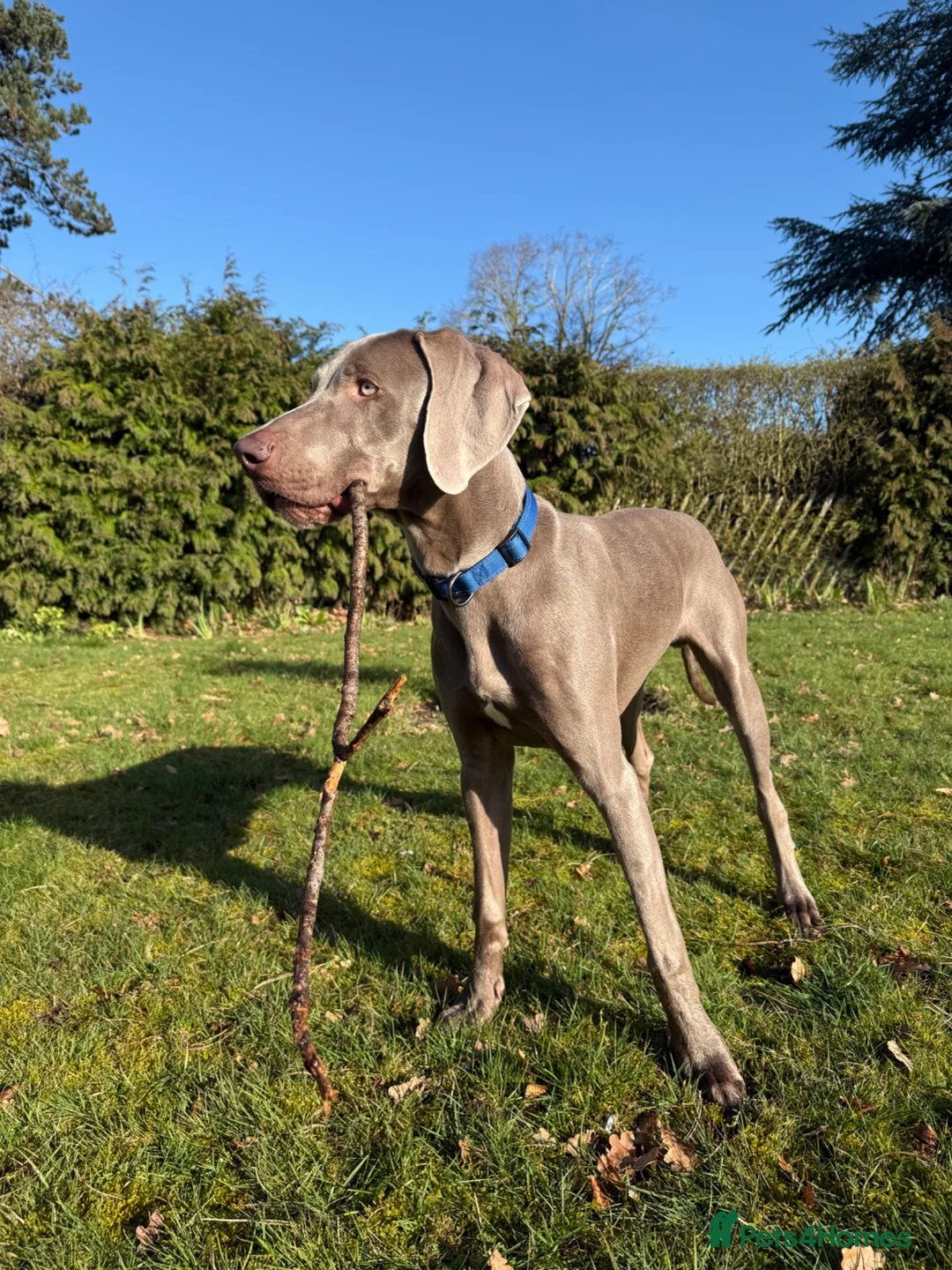 Weimaraner dogs for sale: Beautiful 8 Month Old Sulley  - Advert 1