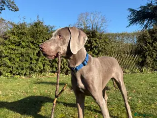 Weimaraner dogs Beautiful 8 Month Old Sulley - Advert 1