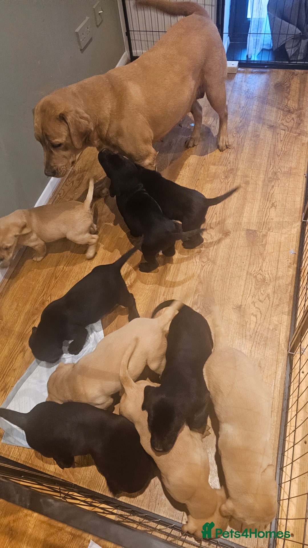 Labrador Retriever dogs for sale: Stunning 9 Labradors puppies  - Advert 14