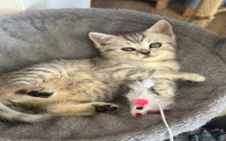Scottish Fold cats for sale: !🆘🆘Scottish shorthair (silver chinchilla)❤️❤️❤️ - Image 6