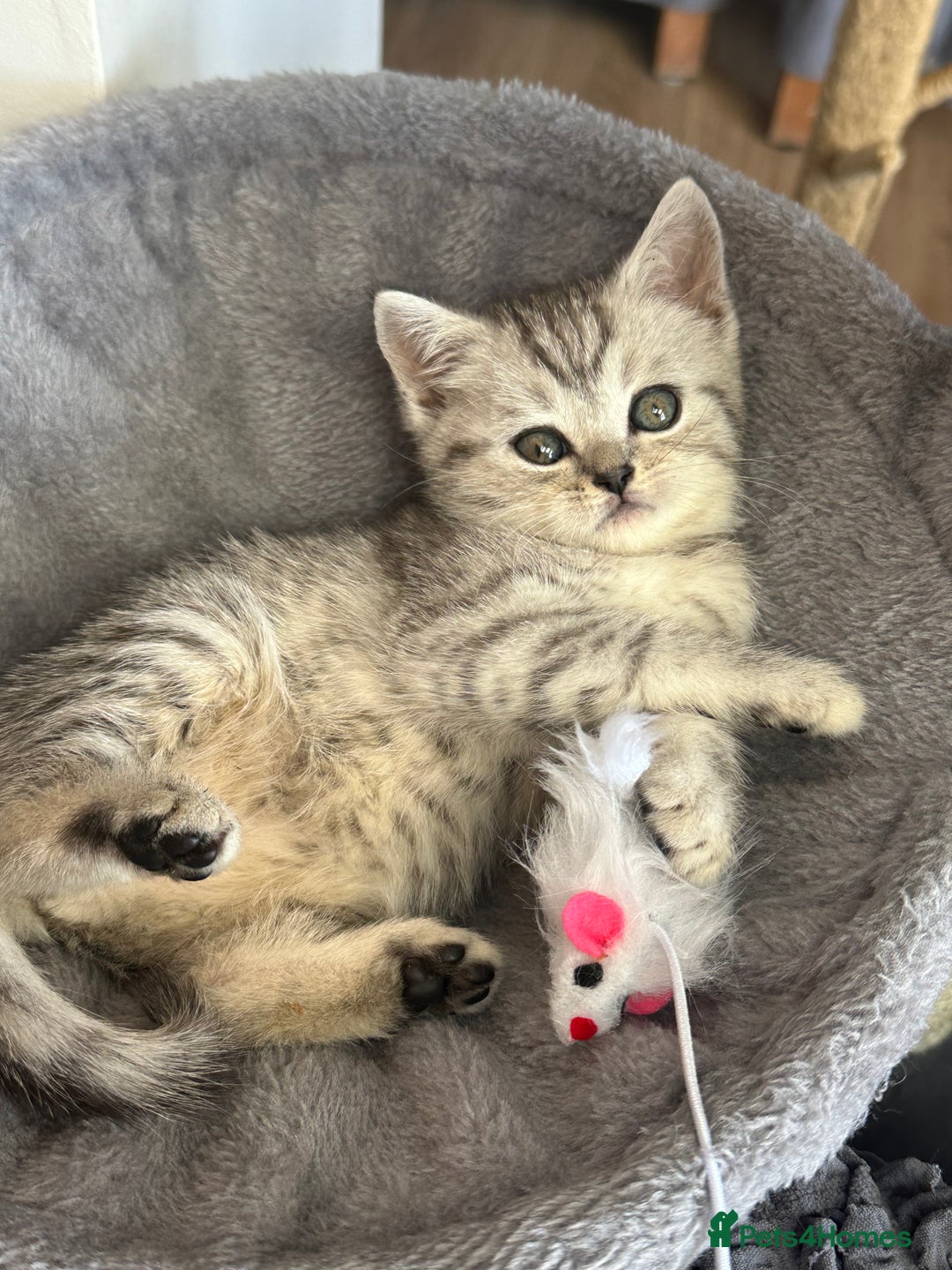 Scottish Fold cats for sale: !🆘🆘Scottish shorthair (silver chinchilla)❤️❤️❤️ - Image 6