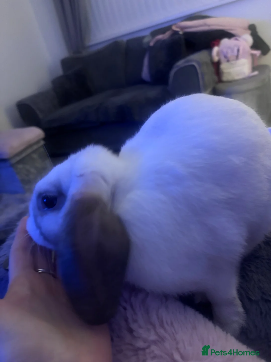 Dwarf Lop rabbits for sale: House rabbit in Durham - Advert 3