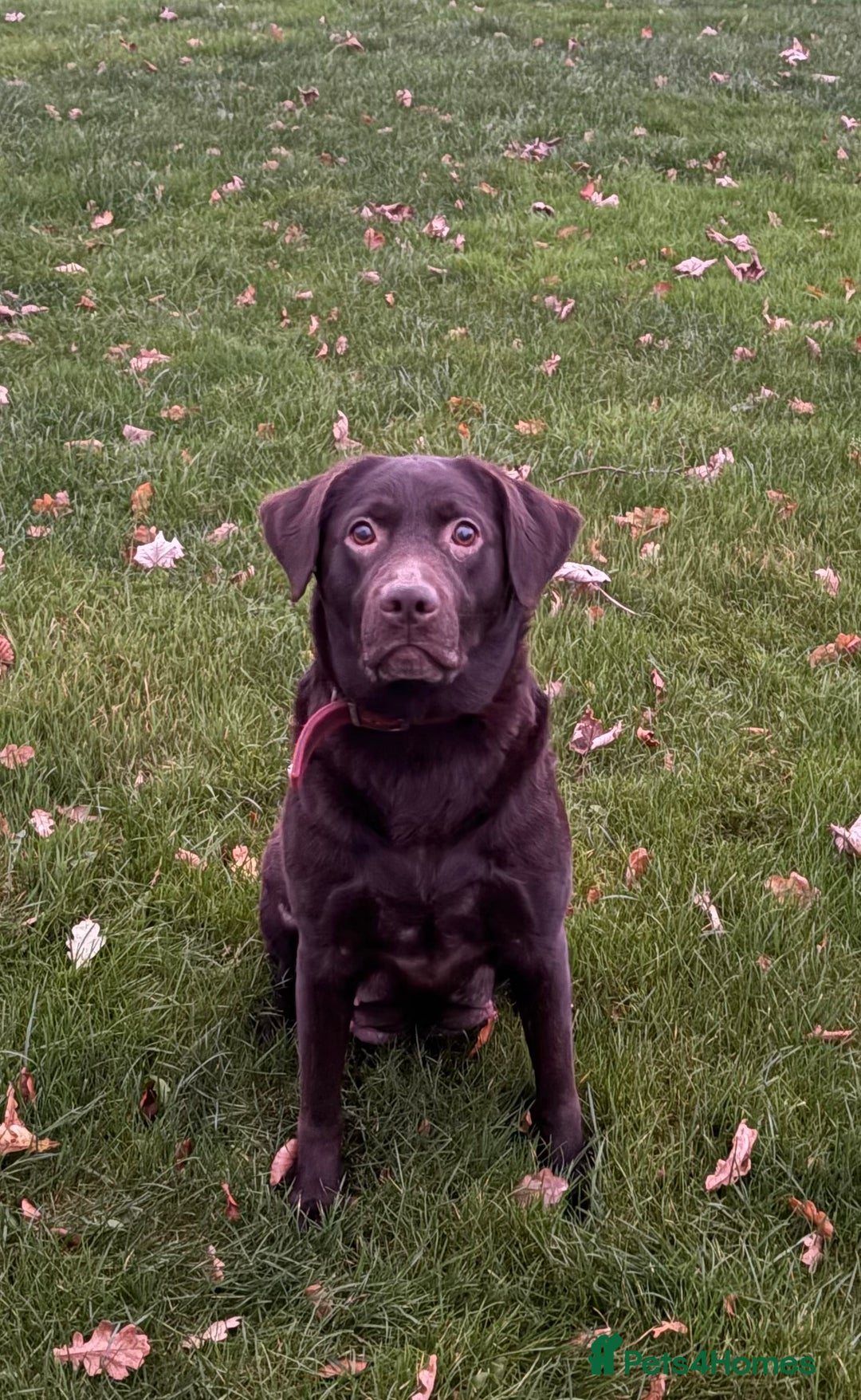 Labrador Retriever dogs for sale: Chocolate Labrador Puppies - Advert 8