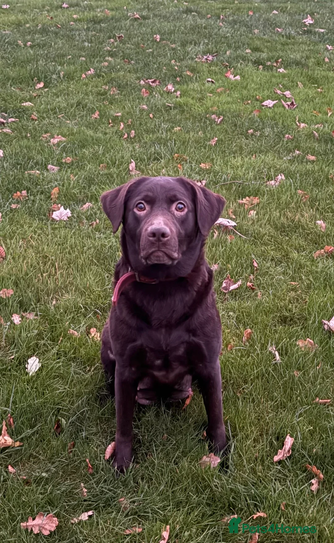 Labrador Retriever dogs for sale: Chocolate Labrador Puppies - Advert 8