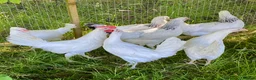 Chickens poultry for sale: Hybrid Hen Chickens For Sale Light Sussex Leghorn in Tonbridge - Advert 5