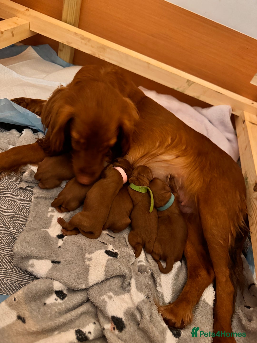 Cockapoo dogs for sale: Beautiful Deep Red Cockerpoo Litter Health Checked - Advert 4