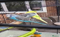 Budgerigars birds for sale: Gorgeous baby budgies - Image 17