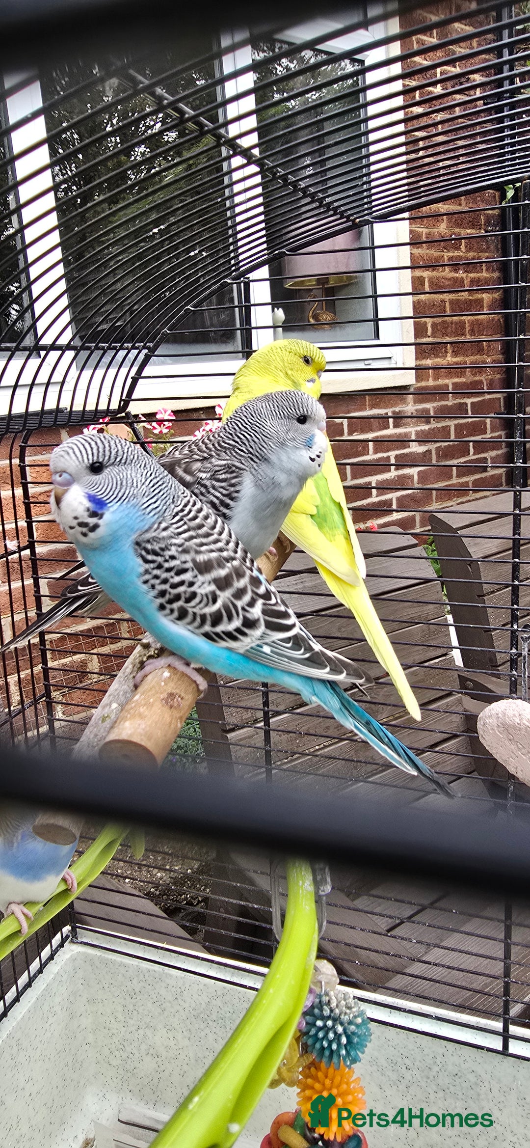 Budgerigars birds for sale: Gorgeous baby budgies - Image 17