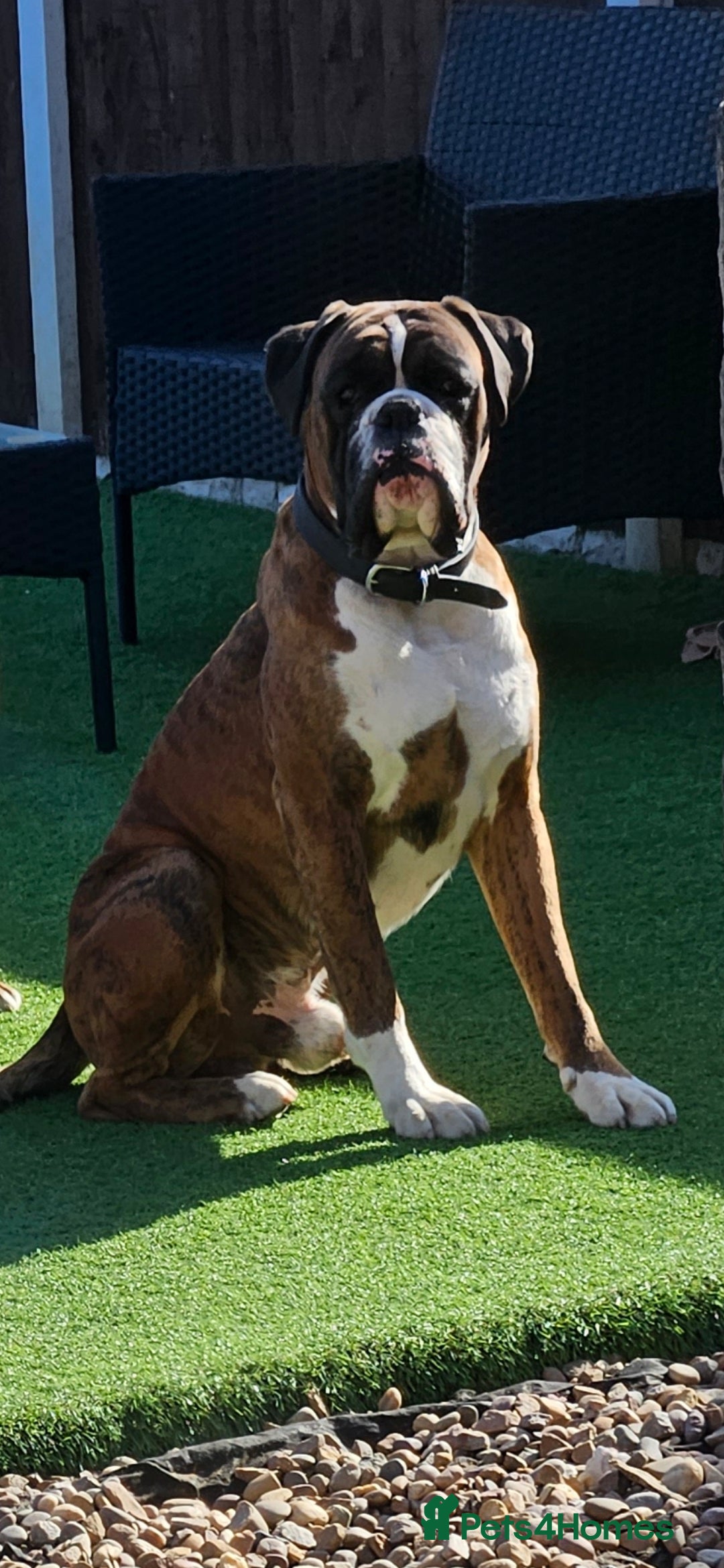 Boxer dogs for stud: KC REGISTERED BRINDLE & WHITE PROVEN STUD.   in Mexborough - Image 1