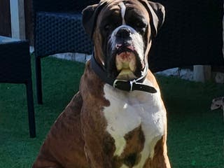 Boxer dogs KC REGISTERED BRINDLE & WHITE PROVEN STUD. in Mexborough - Advert 2