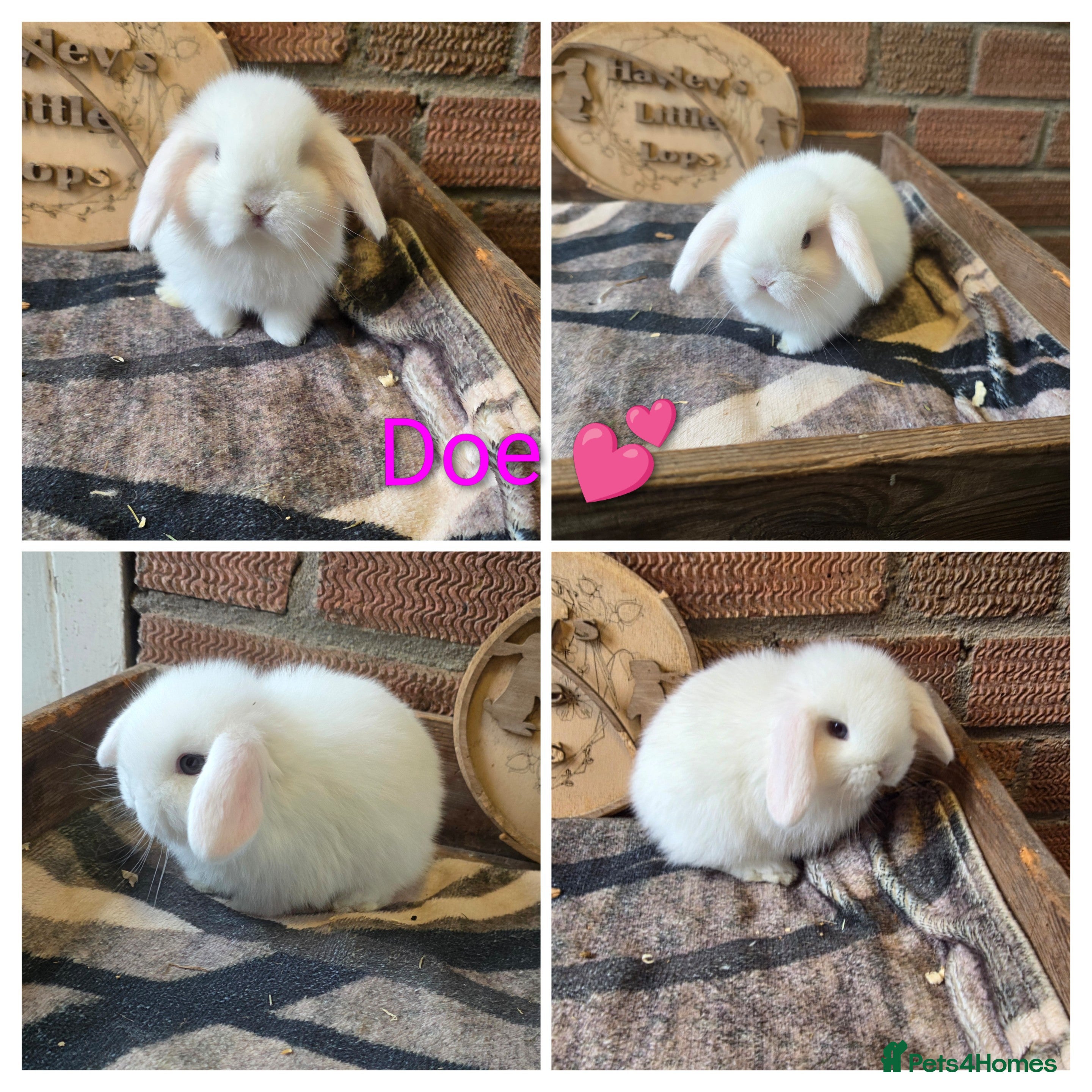 Mini Lop rabbits Gorgeous pure breed mini lops  - Advert 12