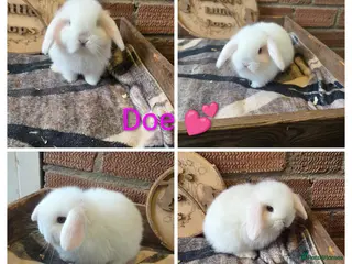 Mini Lop rabbits Gorgeous pure breed mini lops - Advert 12