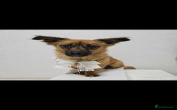 Pomsky dogs for adoption: Goori 4-5 years meat trade survivor  - Image 6
