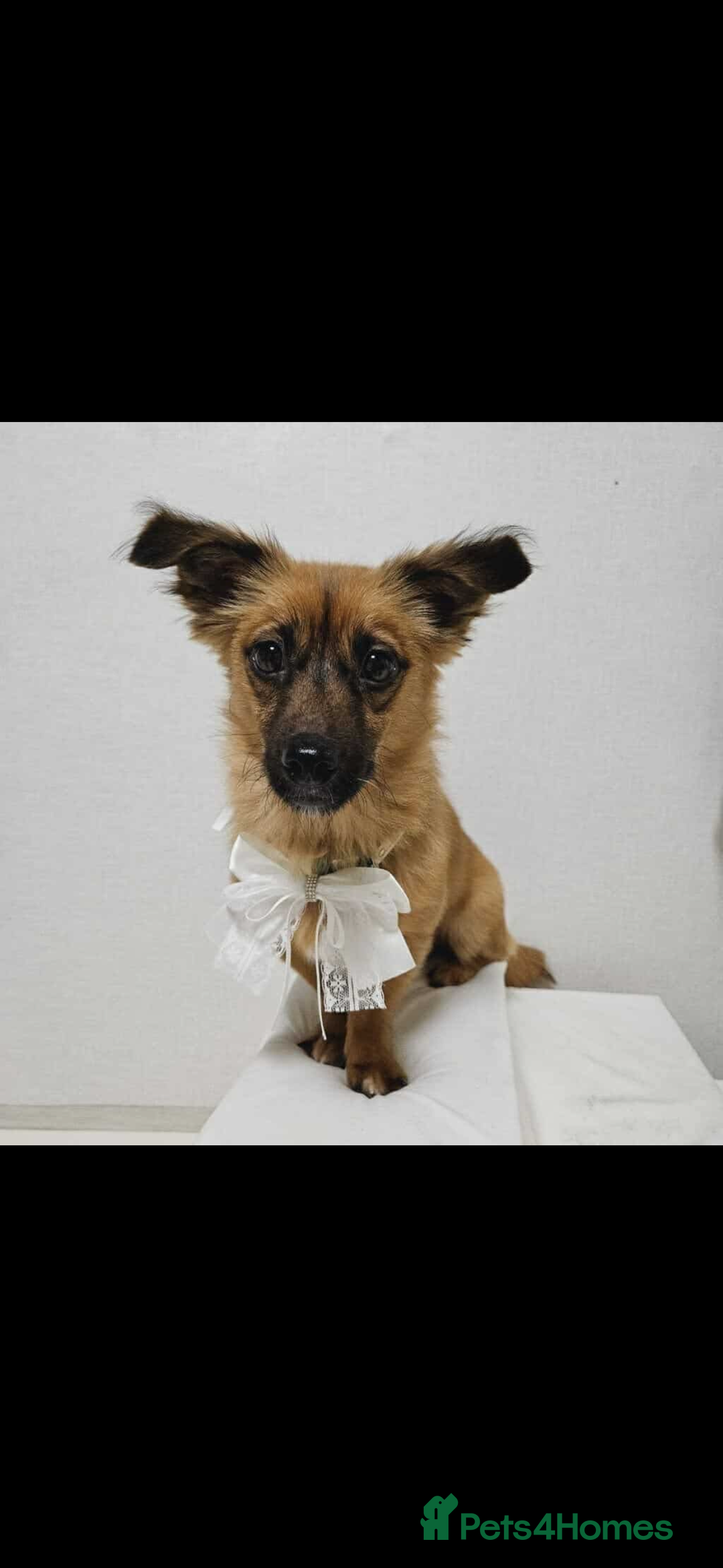 Pomsky dogs for adoption: Goori 4-5 years meat trade survivor  - Image 6