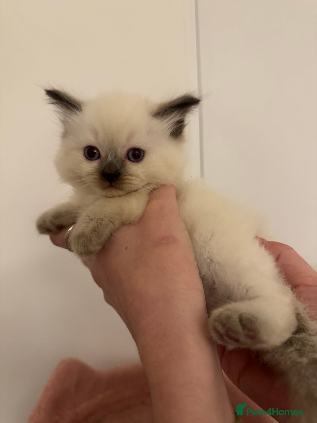 Ragdoll cats for sale: 5 beautiful kittens, 3/4 ragdoll 1/4 tabby - Advert 16