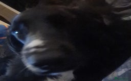 Sprocker dogs for sale: Sprocker for sale - Image 7