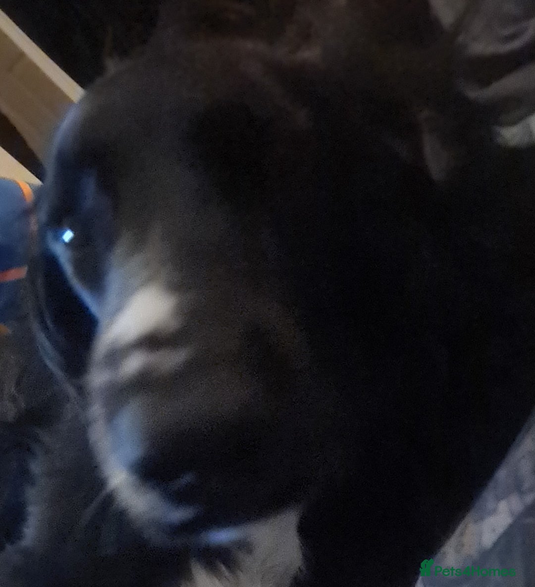 Sprocker dogs for sale: Sprocker for sale - Image 7