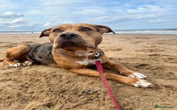 Mixed Breed dogs for sale: Classic bully  - Image 1