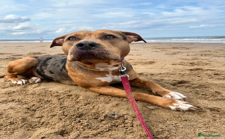 Mixed Breed dogs - Advert 1