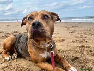 Mixed Breed dogs - Advert 1