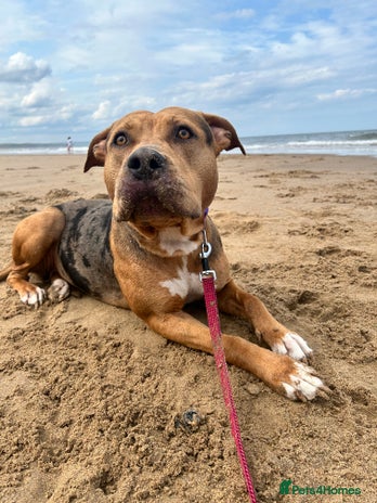 Mixed Breed dogs - Advert 1