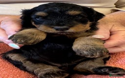Cavapoo dogs for sale: Cavapoo Puppies  - Image 1