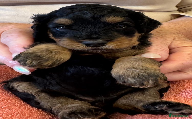 Cavapoo dogs for sale - Advert 1