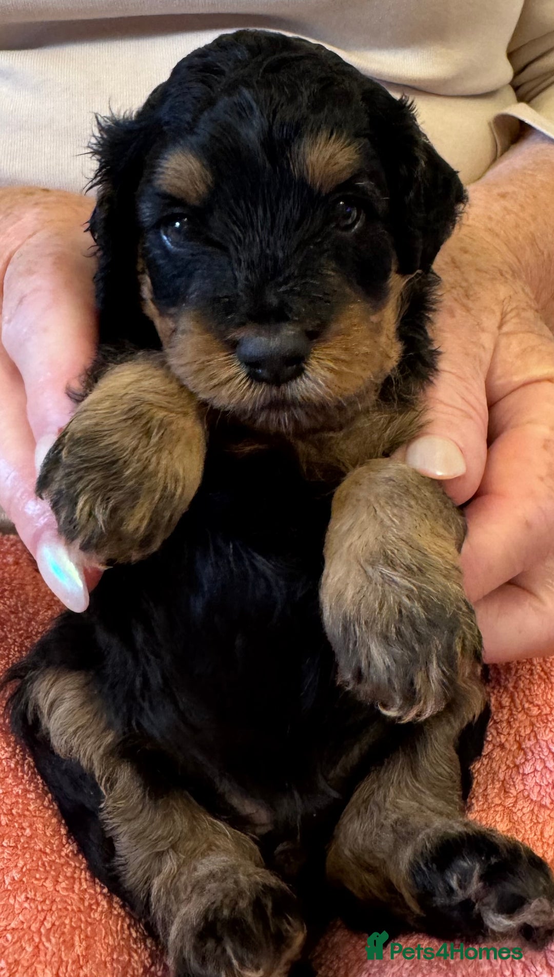 Cavapoo dogs for sale: Cavapoo Puppies  - Image 1