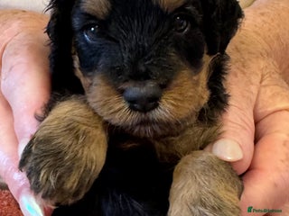 Cavapoo dogs - Advert 14