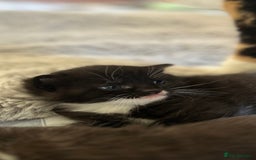 Domestic Shorthair cats for sale: ✨ Black & White Kittens Ready for Their New Home ✨ - Image 3