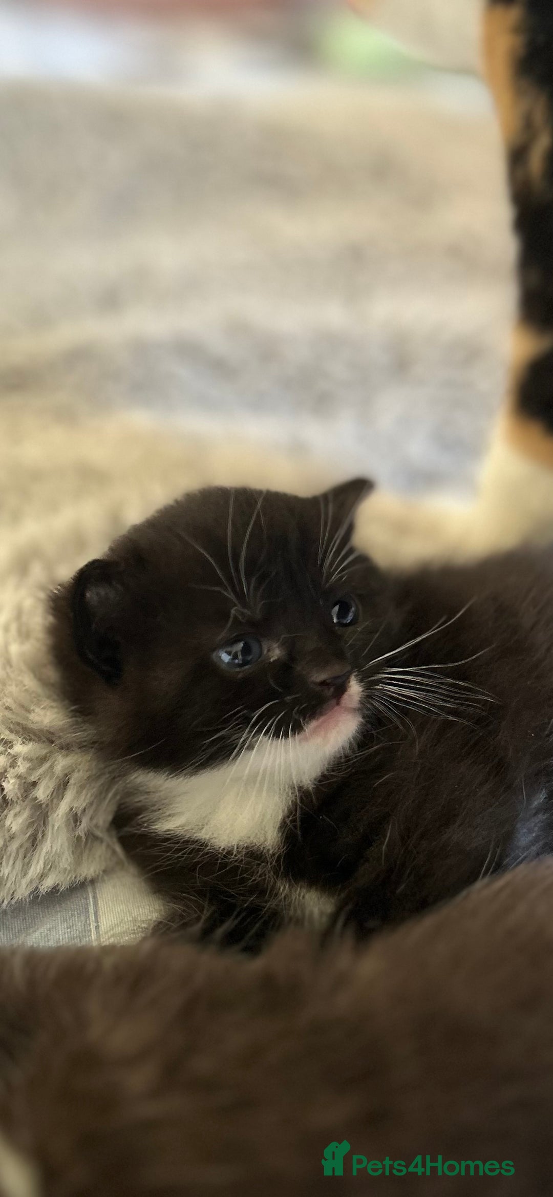 Domestic Shorthair cats for sale: ✨ Black & White Kittens Ready for Their New Home ✨ - Image 3