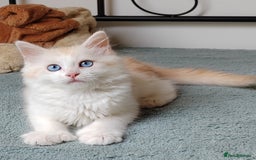 Mixed Breed cats for sale: Kittens with Mittens!! Unique Maine Coon x  - Image 2