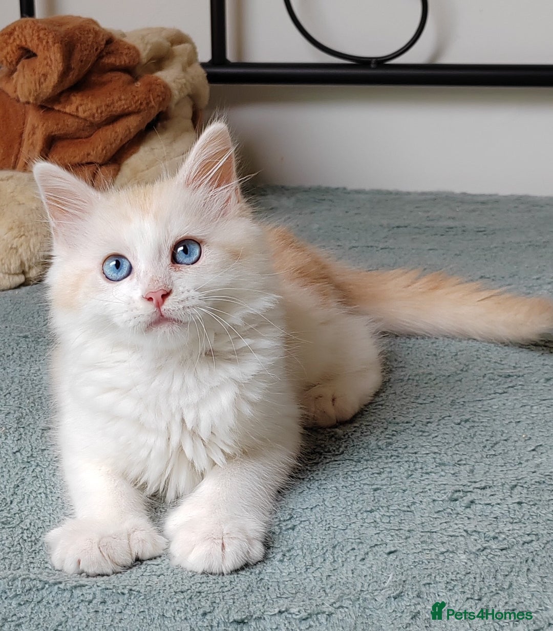 Mixed Breed cats for sale: Kittens with Mittens!! Unique Maine Coon x  - Image 2