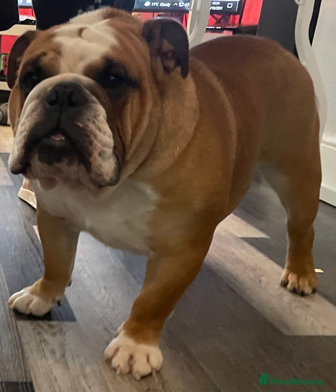 English Bulldog dogs for stud: Champion sired Gold Health Tested Bulldog Stud Dog - Advert 7