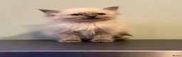 Ragdoll cats for sale: Ragdoll female kitten READY NOW - Advert 1
