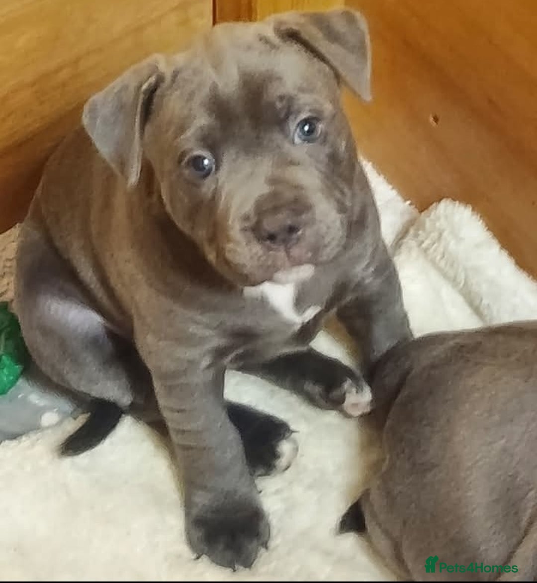 Staffordshire Bull Terrier dogs for sale: Gorgeous Blue staff puppies - Image 3