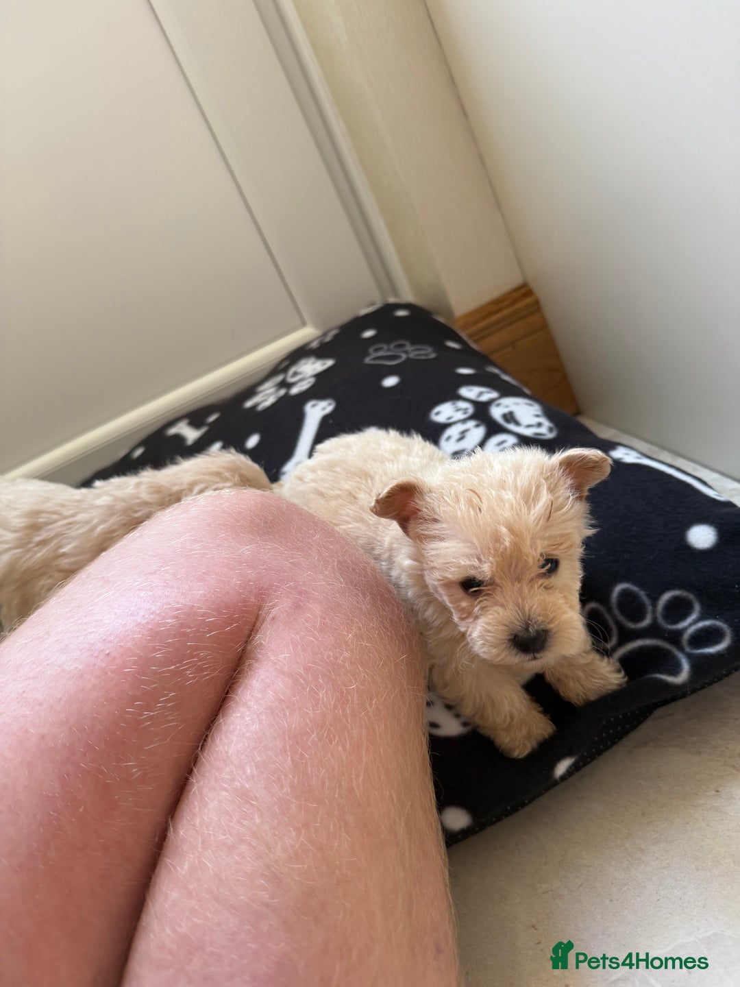 West Highland Terrier dogs for sale: DNA health tested Westie-poos  - Image 6