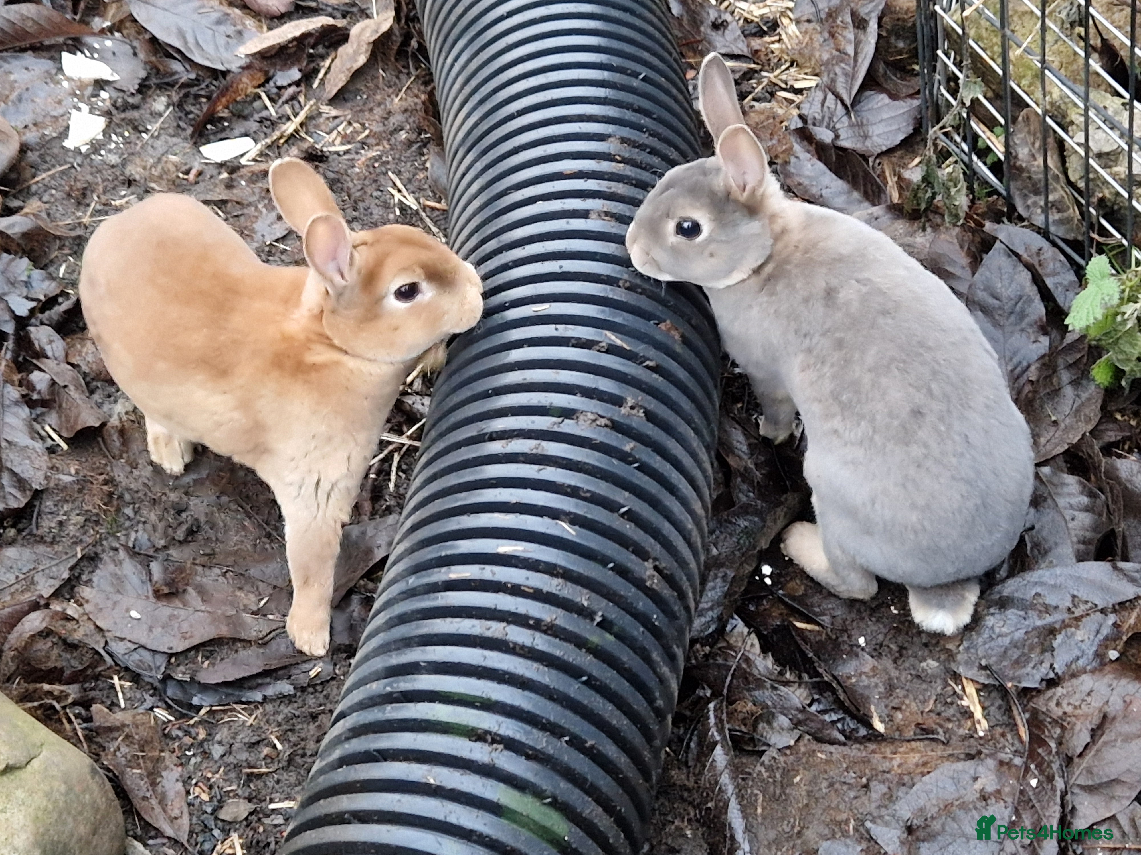 Rex rabbits Purebred, cute, friendly mini rex babies- m and f - Advert 4