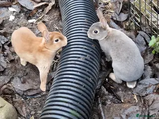 Rex rabbits Purebred, cute, friendly mini rex babies- m and f - Advert 4