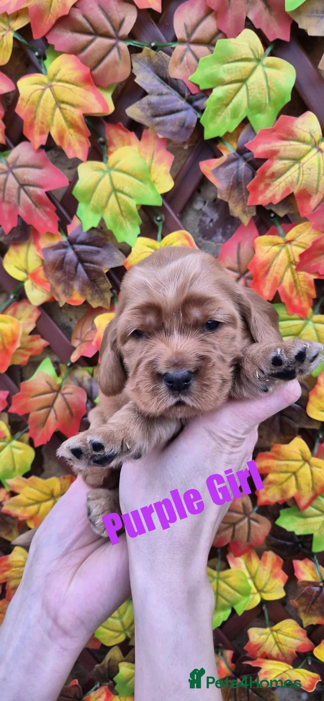 Cocker Spaniel dogs for sale: Superb golden show type cocker spaniel puppies  - Advert 4