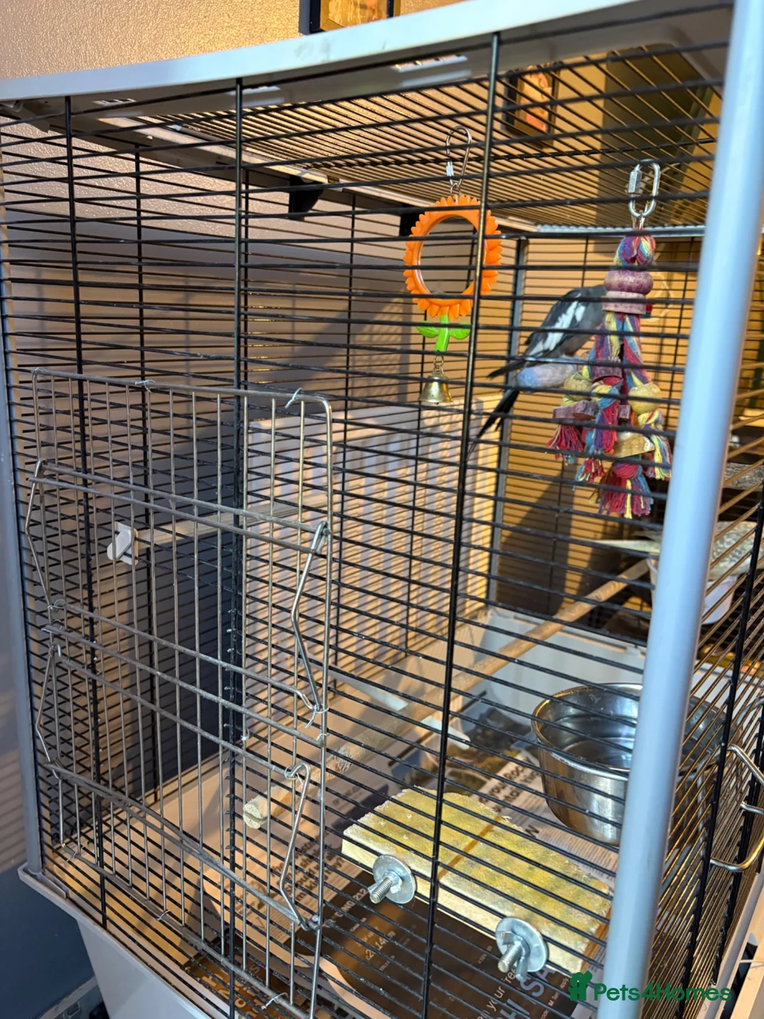 Cockatiels birds for sale: Pair of Cockatiels  - Advert 8