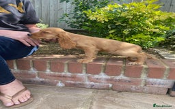 Cocker Spaniel dogs for sale: Gorgeous Adorable Golden Type Cocker  Spaniel  - Image 19