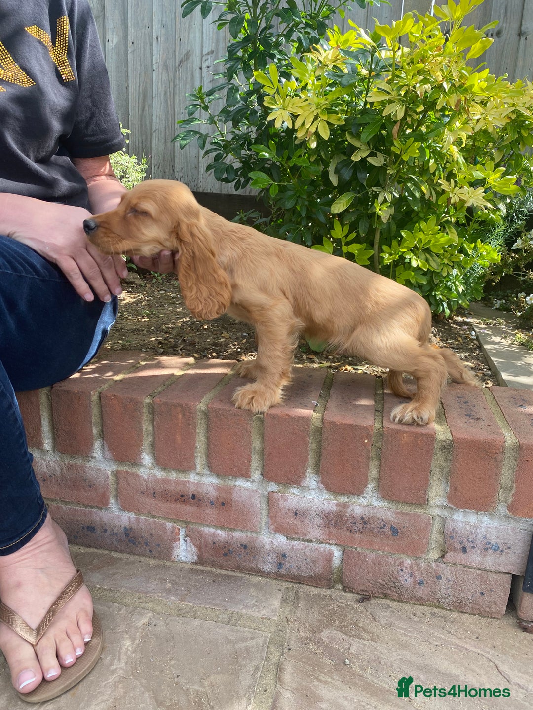 Cocker Spaniel dogs for sale: Gorgeous Adorable Golden Type Cocker  Spaniel  - Image 19